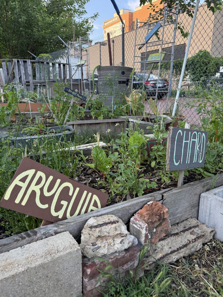 Garden beds with crops. Handpainted signs indicate "Arguula" and "Chard."